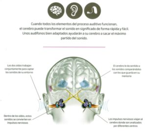 audifonos cerebro